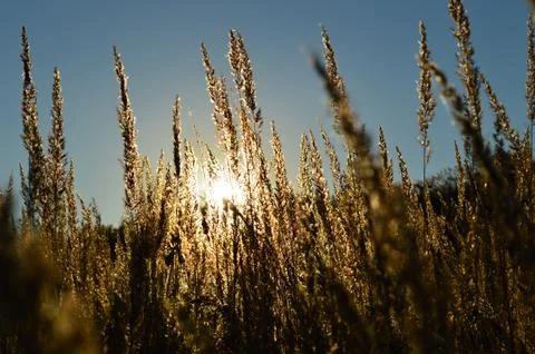 The setting sun in the evening sky in the grass Stock Photos