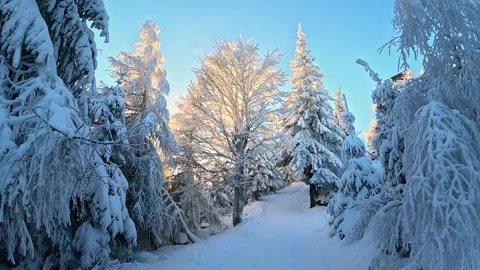 Setting sun in the forest, camera movement Stock Footage 318373047