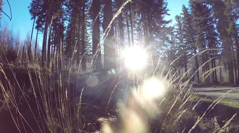 The setting sun in the forest Stockbeeldmateriaal 60963916