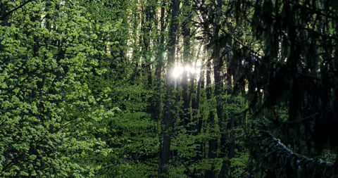 Setting sun in the forest. Stock Footage 132657029