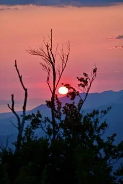 Setting sun glowing behind tree branches and mountain silhouettes Stock Photos
