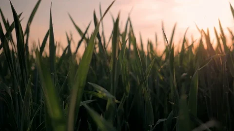 Setting sun in the grass, a warm evening outdoors. Colse Up Stock Footage 92210076
