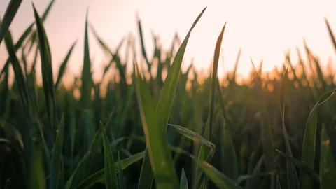 Setting sun in the grass, a warm evening outdoors. Colse Up Stock Footage 92210189