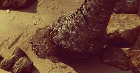 Setting sun highlights a palm tree trunk beside rocks on sandy beach 스톡 일러스트
