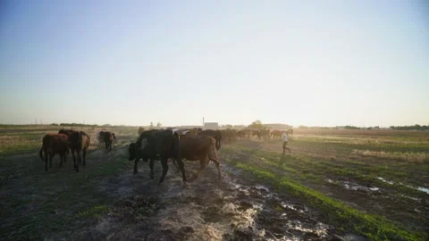 Setting sun illuminate the dairy animals. Caring shepherd leads the cows home. Stock-Footage 166972002