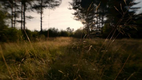 The setting sun illuminates the clearing and the breeze rustles the grass Stock Footage 102911660