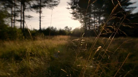 The setting sun illuminates the clearing and the breeze rustles the grass Stock Footage 103359889