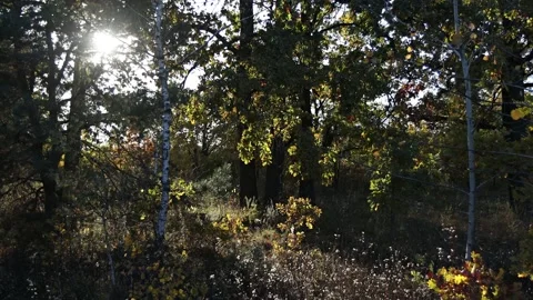 The setting sun illuminates a clearing in the forest. A lot of trees. Stock Footage 168611685