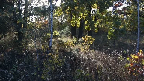 The setting sun illuminates a clearing in the forest. A lot of trees. 库存影片 222003019