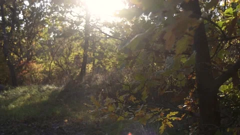 The setting sun illuminates a clearing in the forest. A lot of trees. Video stock 223854813
