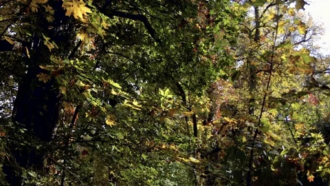 The setting sun illuminates a clearing in the forest. A lot of trees. Vidéo 227023423