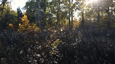The setting sun illuminates a clearing in the forest. A lot of trees. Video stock 229766947