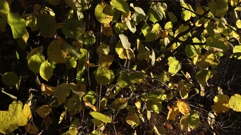 The setting sun illuminates a clearing in the forest. A lot of trees. Stock Footage 232533980