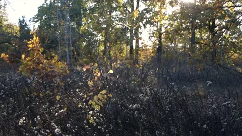 The setting sun illuminates a clearing in the forest. A lot of trees. Stock Footage 232533989