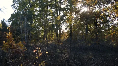 The setting sun illuminates a clearing in the forest. A lot of trees. Stock Footage 234903262