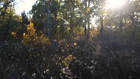 The setting sun illuminates a clearing in the forest. A lot of trees. Stock Footage 235360055