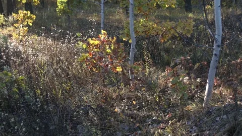 The setting sun illuminates a clearing in the forest. A lot of trees. Stock Footage 235360219