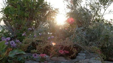 Setting sun illuminates flowers in a flowerbed with different plants. Stock Footage 80506985