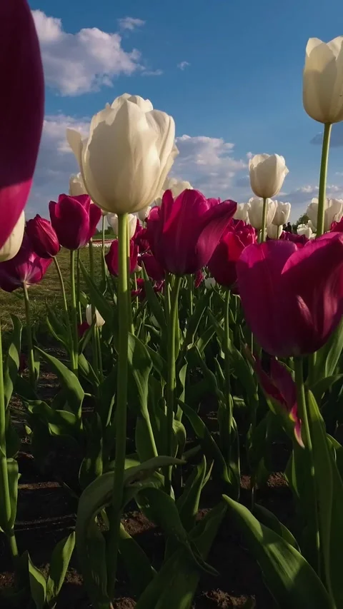 The setting sun lights up the red and white tulips. Vertical video Stock Footage 244785900