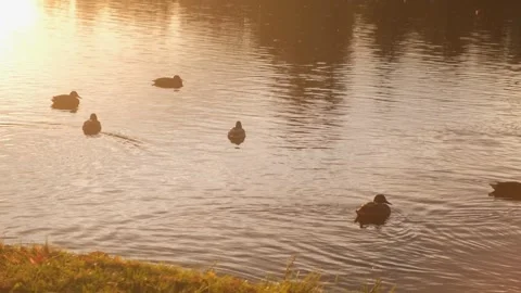 Setting sun. Many ducks swim in a lake in a national park at sunset. 4K Slow Vídeo Stock 254697478