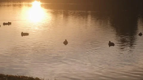 Setting sun. Many ducks swim in a lake in a national park at sunset. 4K Slow Vídeo Stock 254879278