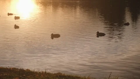Setting sun. Many ducks swim in a lake in a national park at sunset. 4K Slow Stock Footage 256203332