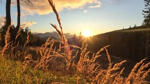 Setting sun in mountain forest landscape, View through golden blades of dry 動画素材 285956050