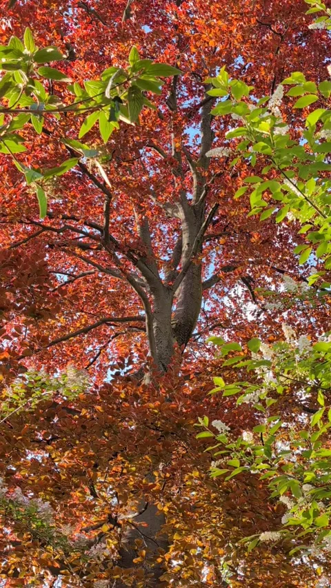 In the setting sun, multicolored foliage floats in a gentle spring breeze. Stock Footage 304002393