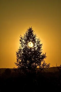 The setting sun is obscured by a lonely pine tree. Summer evening in the foot Stock Photos