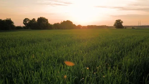 Setting sun over the fields of young wheat. Medium Shot. Stock Footage 92219168