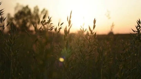Setting sun over the Tuscan countryside Stock Footage 88788579