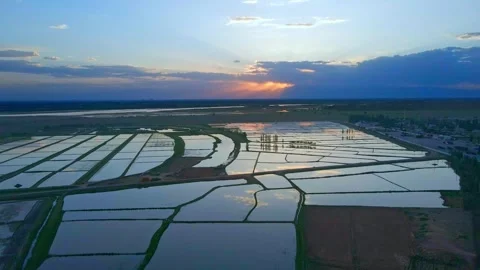 The setting sun over the Yellow River paddy fields Видео 293332639