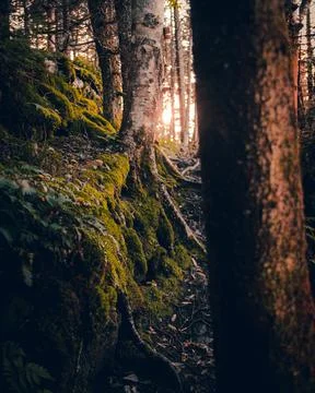 The setting sun peaks through the forest over the hiking trail. Stock Photos
