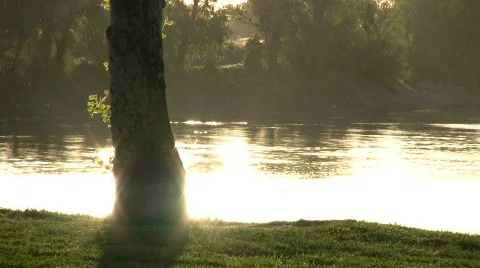 Setting sun is reflecting on water's surface behind a tree Video stock 360754