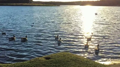 Setting Sun reflects off the rippling lake waters, ducks swim Stock-Footage 73056705