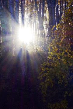 The setting sun shines directly into the camera lens in the autumn birch fore Stock Photos