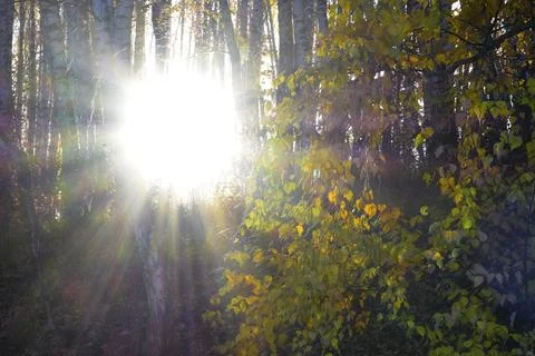 The setting sun shines directly into the camera lens in the autumn birch fore Foto stock