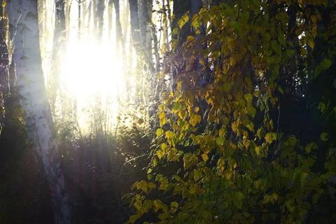 The setting sun shines directly into the camera lens in the autumn birch fore Stock Photos