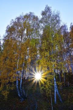The setting sun shines directly into the camera lens in the autumn birch fore Stock Photos
