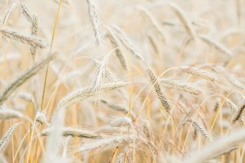 The setting sun shines with rays on the ears of wheat. Backgrounds of field w Stock Photos