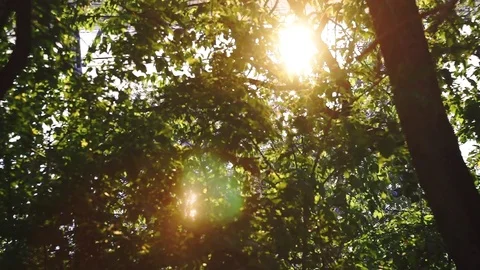 The setting sun shines through the branches and foliage Stock-Footage 76833838