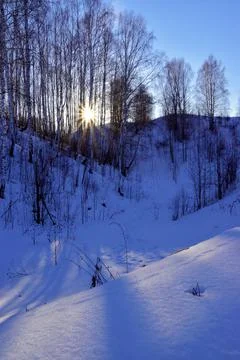 The setting sun shines through the branches of birches in the winter forest Stock Photos