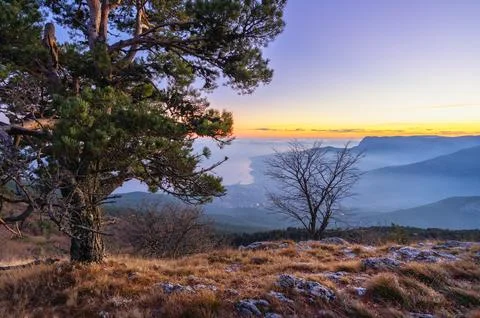 The setting sun shines through the branches of a pine tree on a mountain peak Stock-Fotos