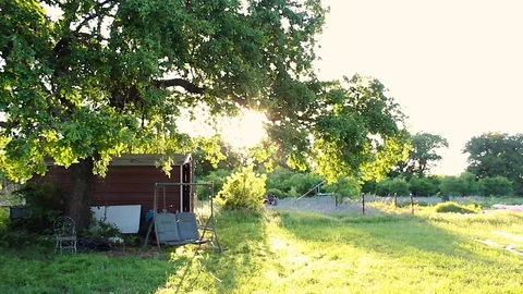 Setting sun shines through oak tree revealing bugs Video stock 79664342