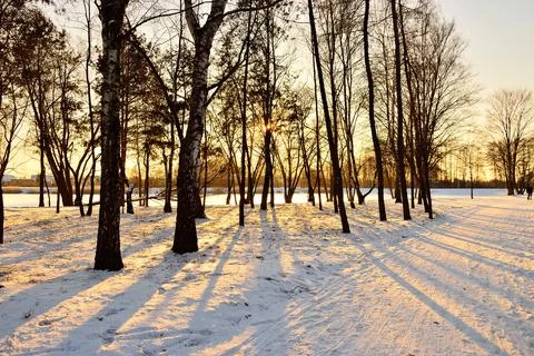 The setting sun shines through the single trees at the edge of the forest on Stock Photos