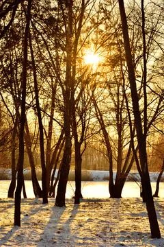 The setting sun shines through the single trees at the edge of the forest on Stock Photos