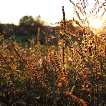 The setting sun shines through the tall grass of the field, from which only her Stock Photos