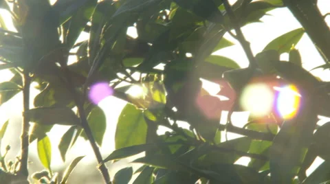 Setting Sun Shines through Tree Leaves 2 - HD 1080 Stock Footage 4499961