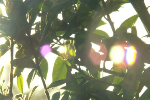 Setting Sun Shines through Tree Leaves 2 - NTSC 스톡 동영상 4886202