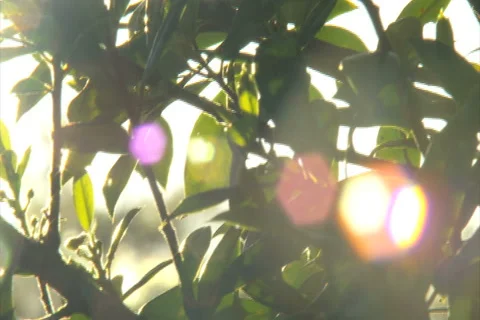 Setting Sun Shines through Tree Leaves - NTSC Stock Footage 4886204